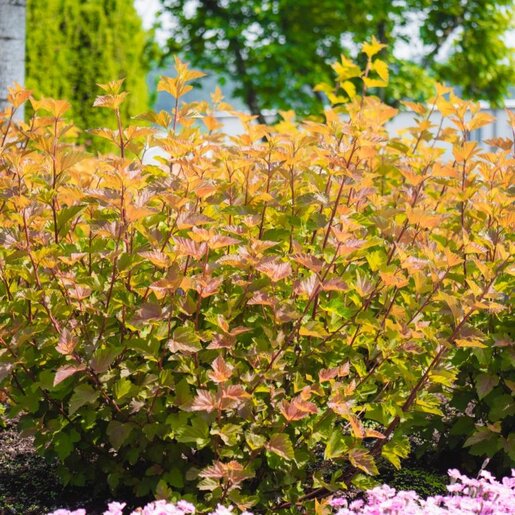 Physocarpus opulifolius Savannah Sunset Ninebark | SiteOne US